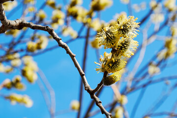 Yellow blossom pussy-willow tree branch with buds and petals. Springtime wild trees and plants