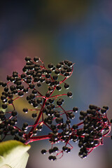 Czarny bez (Sambucus Nigra ) owoce w gronie . Black elderberry (Sambucus Nigra) fruit in a bunch , a circle  . - obrazy, fototapety, plakaty