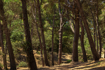 forest on the costa brava in the town of pals a hot summer day