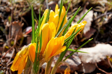 Fresh wet in dew yellow Crocus flowers growing in the early spring. Herbal and flowers backgrounds