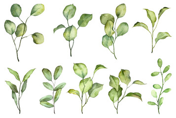 Set of watercolor botany green leaves isolated on white background. Hand painted realistic plants. Greenery on twigs