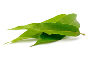 mango leaves, edible health beneficial leaves used in several cuisines and skin care and hair growth, isolated on white background