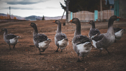 birds, animals, ducks, farm, geese, nature, animal, goose, duck, bird, country, pet  