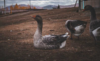 bird, animal, swan, goose, farm, geese, birds, duck, animals, pet, neck