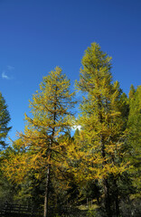 Fototapeta na wymiar Tree with colorful autumn colors