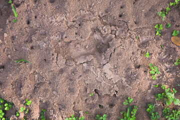 Red ant nest in the front yard