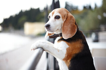 Beagle dog looking away