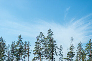 Slender trees against the background of a beautiful clear sky.