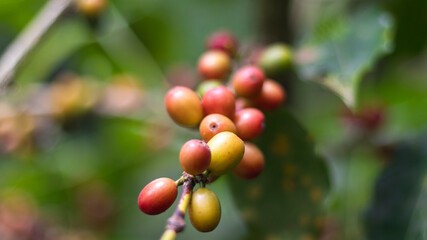 Coffee beans and crops in La Unión Valle del Cauca Colombia.