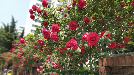Roses on the road