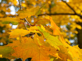 Colorful leaves in the autumn in the park