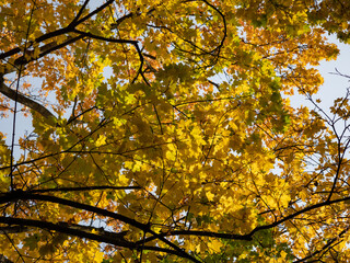 Fototapeta na wymiar Colorful leaves in the autumn in the park