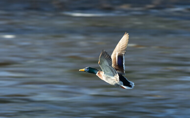 Anas platyrhynchos, wild duck or also mallard. A male mallard flying over the river. Motion blur background.