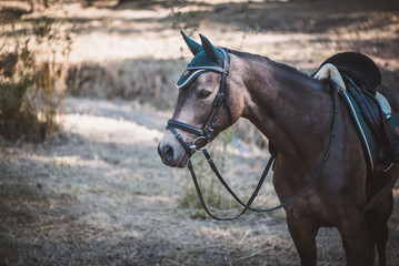 Obraz premium Reitpferd / Reitpony