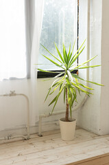 Yucca on the windowsills indoors. Houseplants and growing indoor plants concept
