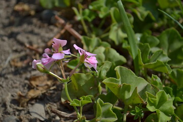 Natural lilac flower.