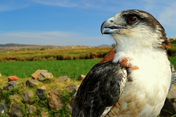 An eagle looking at nature.