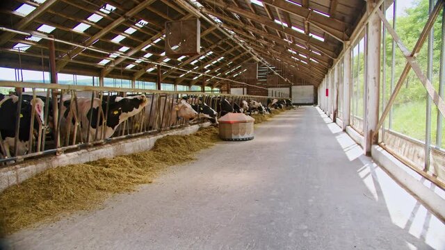 Organic dairy farm. Happy healthy cows inside the stables, feeding. 