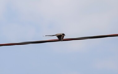 Tesourinha, também conhecida como tesoura, tesoureira, tesoureiro e tesourinha-do-campo