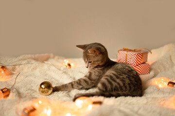Adorable cat lying on cozy bed with christmas golden lights bokeh and gift boxes. Cute kitten...