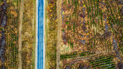 Aerial top down view of countryside asphalt road at autumn. Autumn colors. Nature