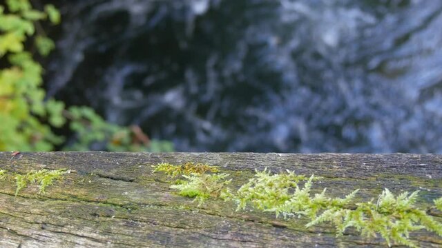 Natural scene. Old, handrail of a wooden bridge, sprouted by plants against the background of a fast running, babbling forest stream