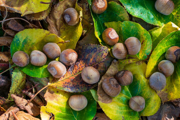 Hazelnuts Among Fall Colored Leaves In The Forest