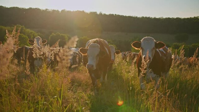 Organic dairy farming. Golden hour close up shot of cattle grazing on the pasture. Bio grassland based dairy production