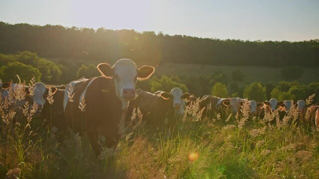 Organic dairy farming. Golden hour close up shot of cattle grazing on the pasture. Bio grassland based dairy production