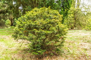Close up of Mountain Fir or Alpine Fir, Abies lasiocarpa Green Globe, is an evergreen compact growing conifer