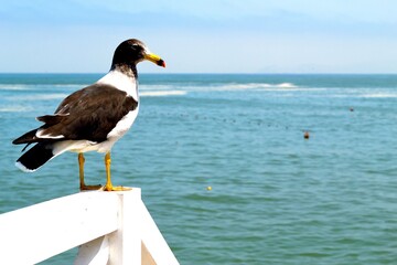 Beautiful seagull looking at the sea