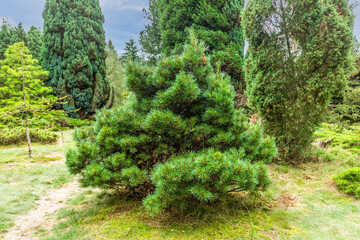 Close up of a young shrubby Weymouth Pine, Pinus strobus, as part of a conifer collection in a Pinetum and belongs to the plant family of Pinaceae