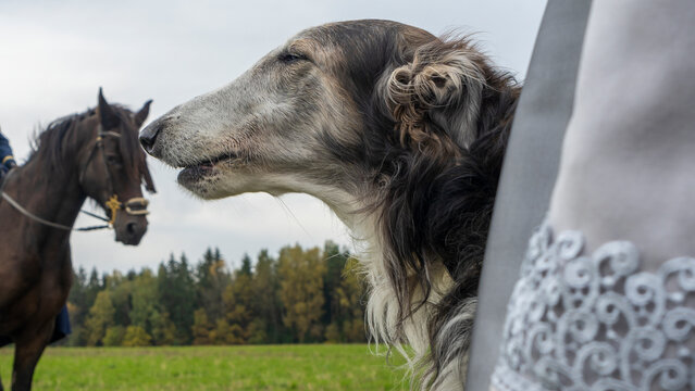 Beautiful russian borzoi or greyhound dogs with horse. Close-up view of dogs and hotse heads. Animal concept.