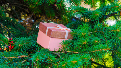 pink gift box in spruce for new year close up