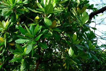 Barringtonia asiatica