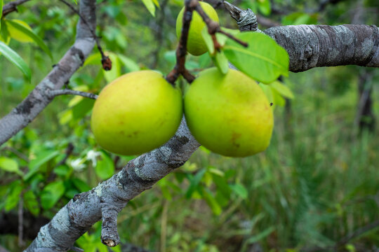 Pequi, fruta tipica do cerrado brasileiro