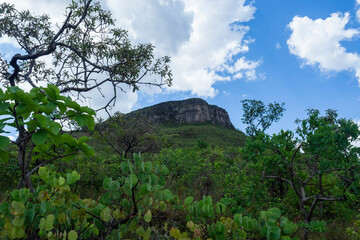 Cerrado Brasileiro na primavera