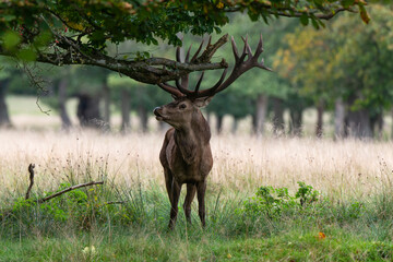 Cerf élaphe, brame, cerf, cervus elaphus
