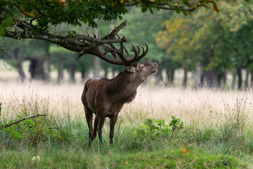 Cerf élaphe, brame, cerf, cervus elaphus