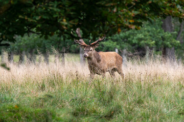 Cerf élaphe, brame, cerf, cervus elaphus