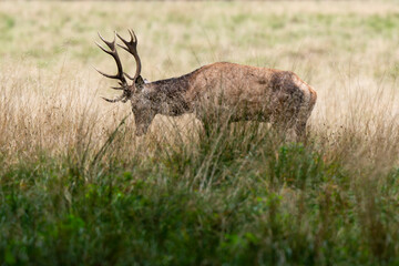 Cerf élaphe, brame, cerf, cervus elaphus