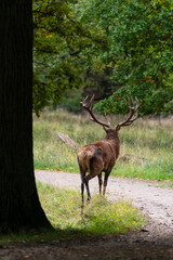 Naklejka na ściany i meble Cerf élaphe, brame, cerf, cervus elaphus