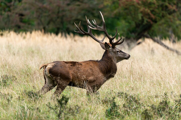 Cerf élaphe, brame, cerf, cervus elaphus