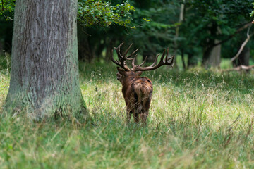 Cerf élaphe, brame, cerf, cervus elaphus