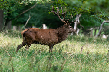 Cerf élaphe, brame, cerf, cervus elaphus