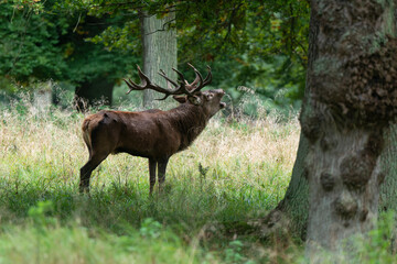 Cerf élaphe, brame, cerf, cervus elaphus