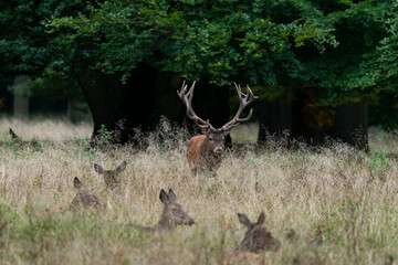 Cerf élaphe, biche, cerf, brame, cervus elaphus
