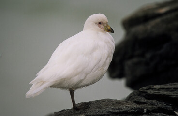 Petit Chionis,.Chionis minor, Black faced Sheathbill, Iles Falkland, Malouines