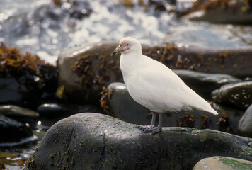 Petit Chionis,.Chionis minor, Black faced Sheathbill, Iles Falkland, Malouines