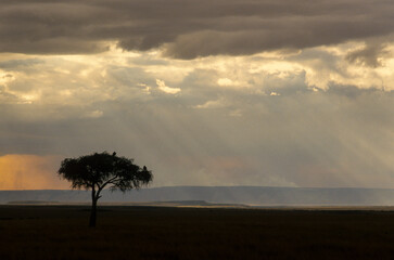Orage, Parc national de Masai Mara, Kenya